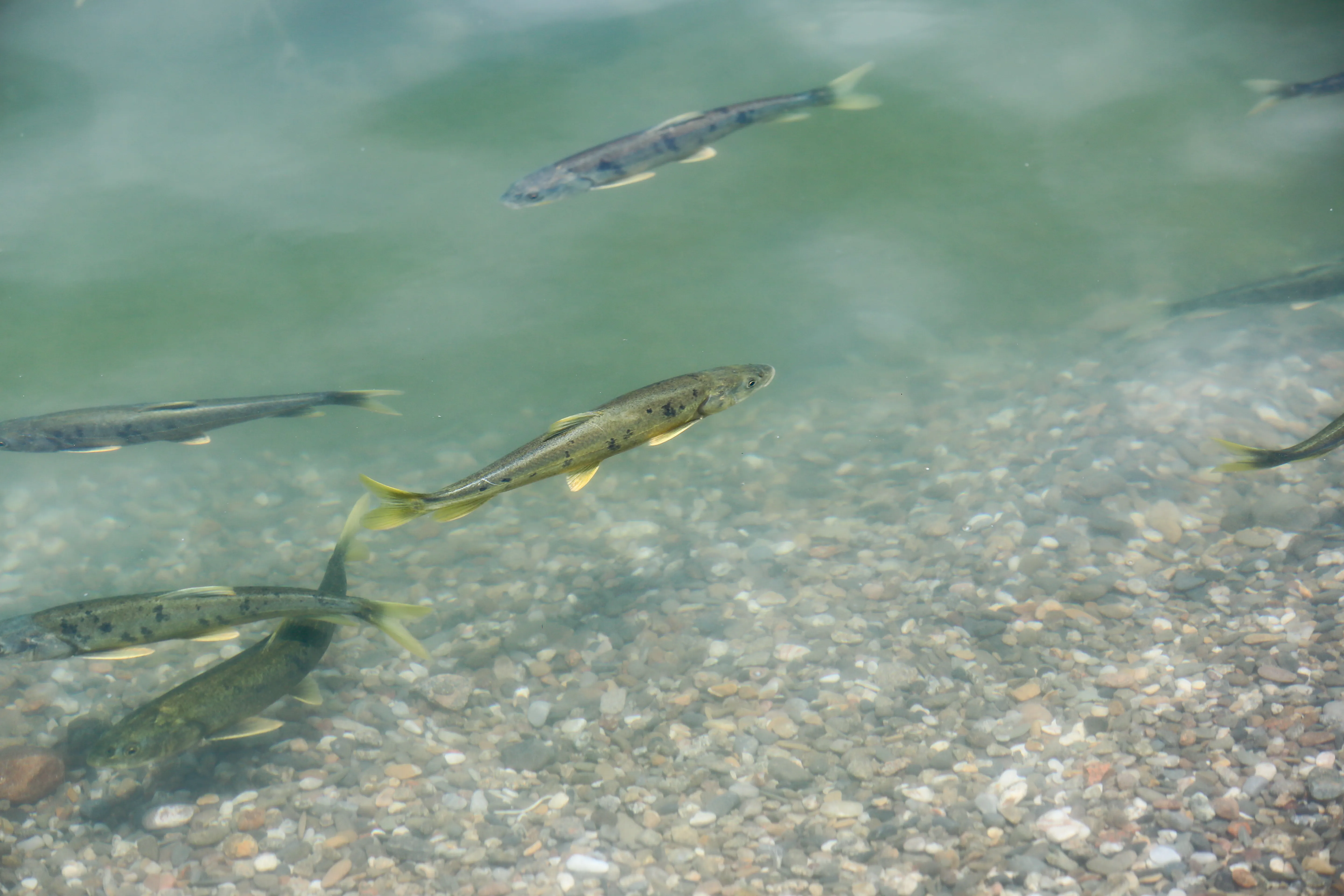 特有的青海湖裸鲤