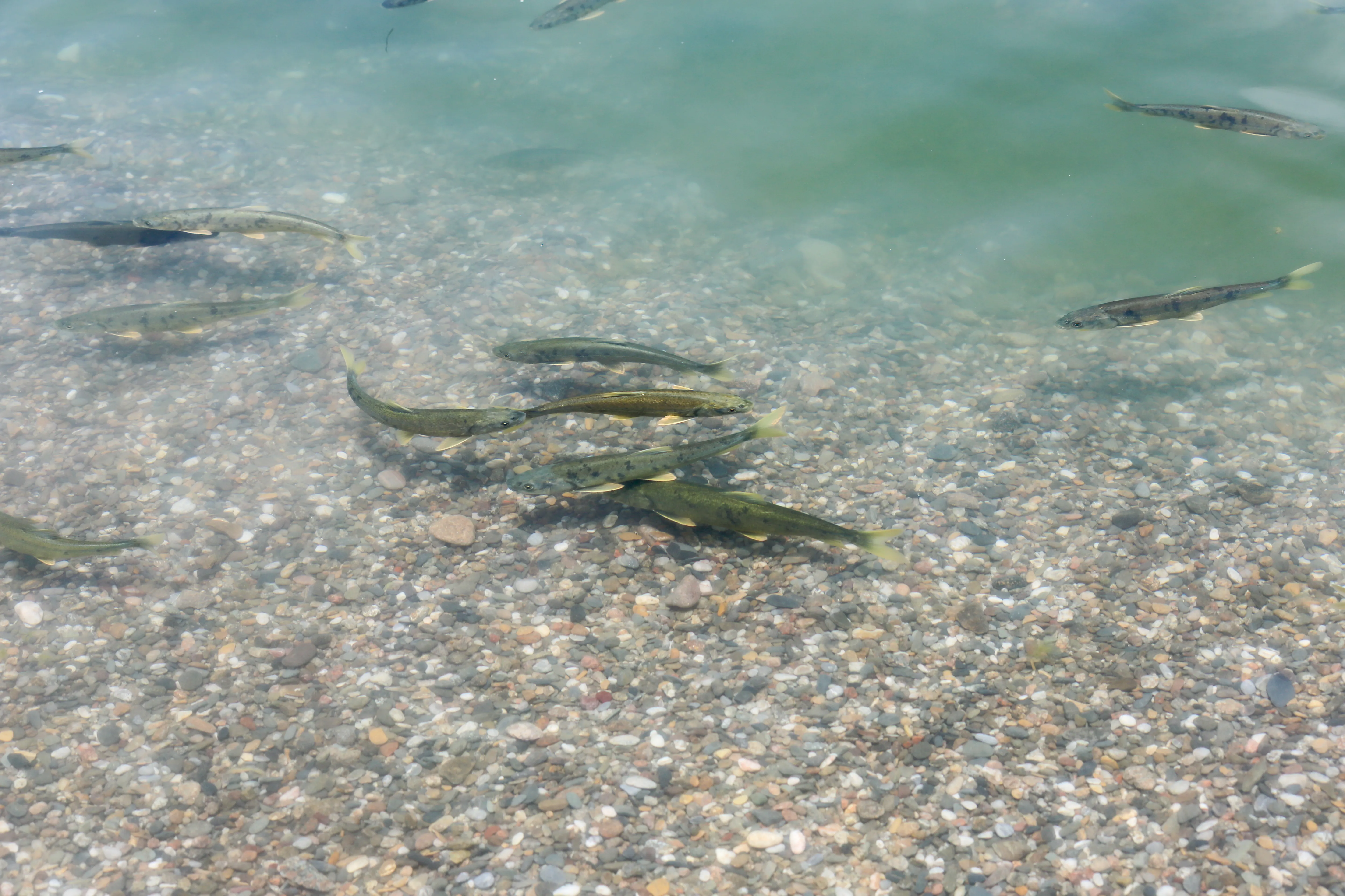 特有的青海湖裸鲤
