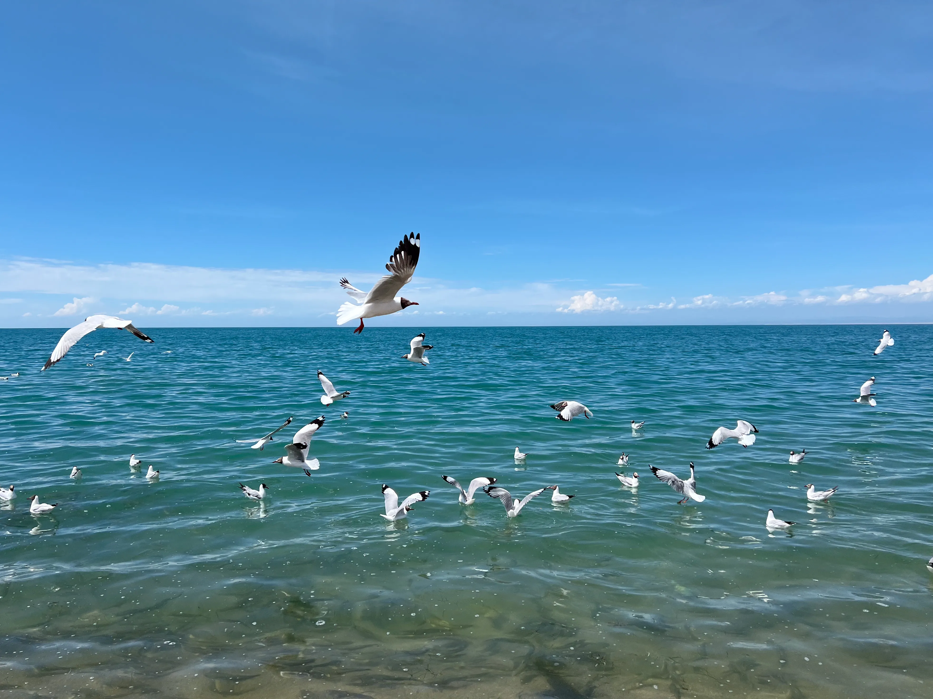 去码头整点薯条！