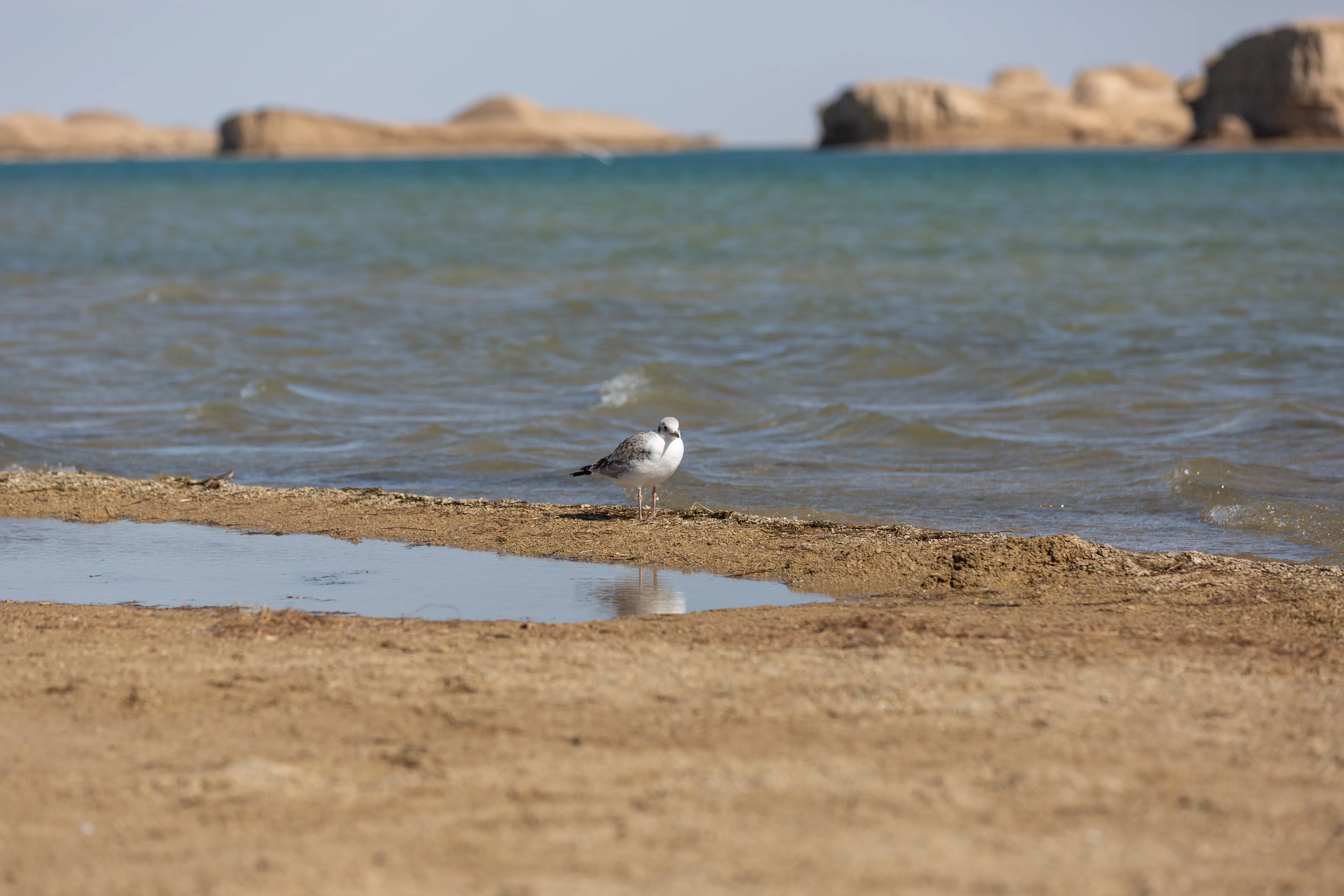 棕头鸥幼鸟（也可能是普通海鸥幼鸟/亚成鸟）