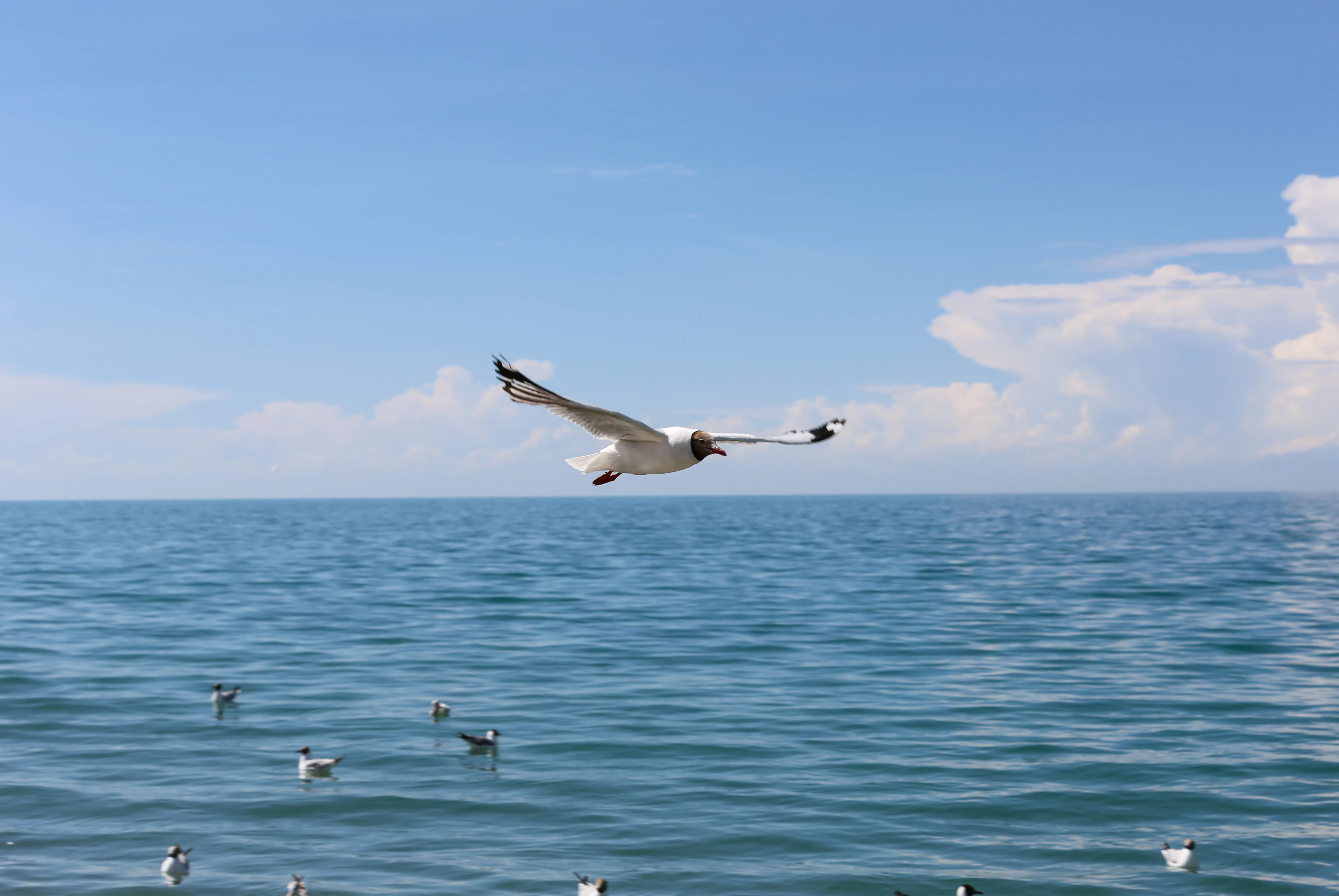 最后一张棕头鸥