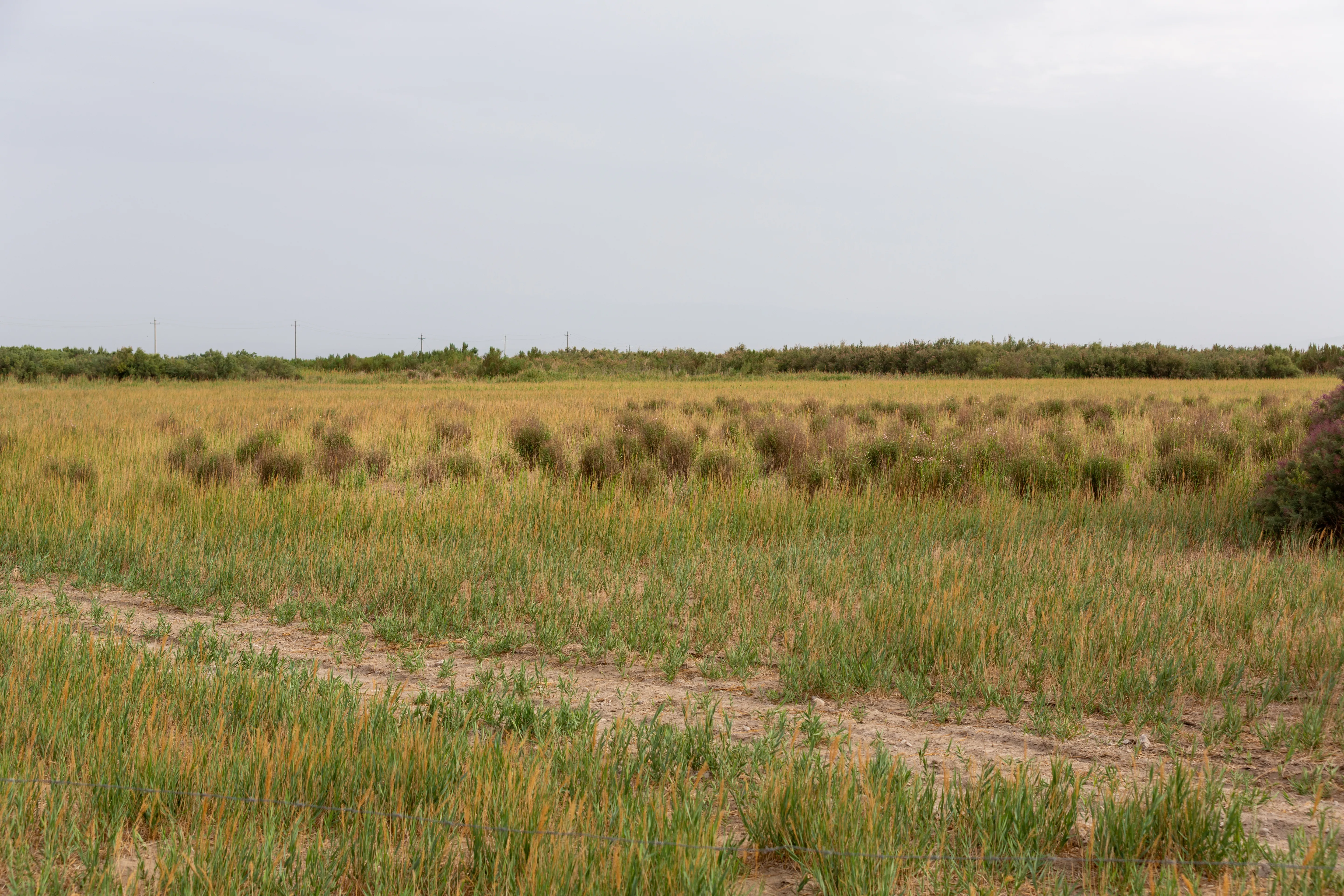 我拍的有一点像非洲草原的感觉