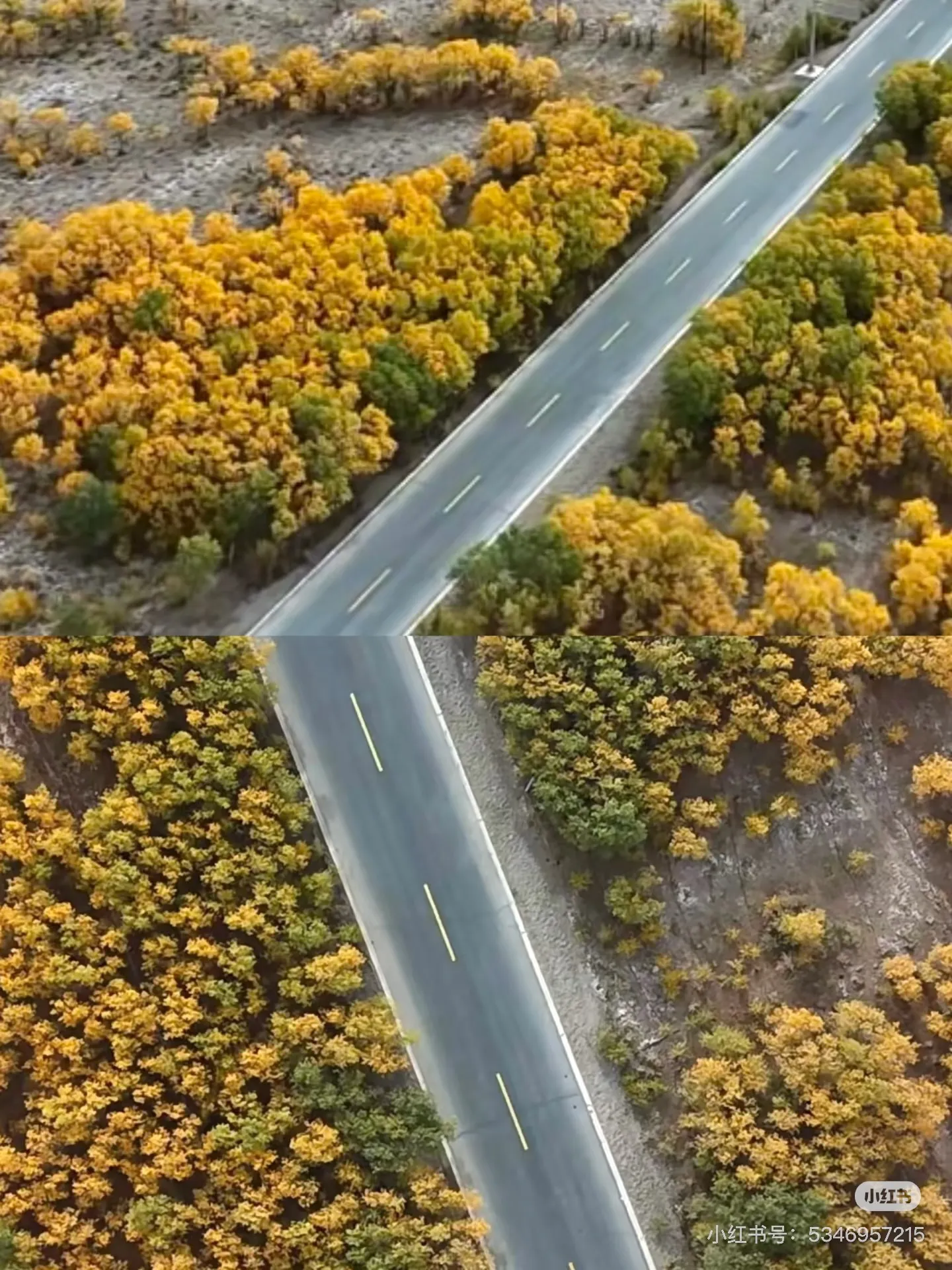 胡杨林 图源见右下角水印