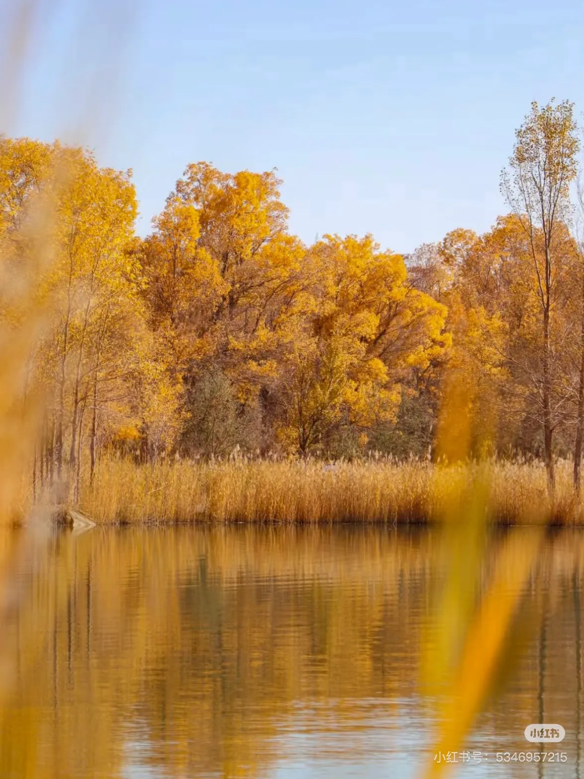 胡杨林 图源见右下角水印