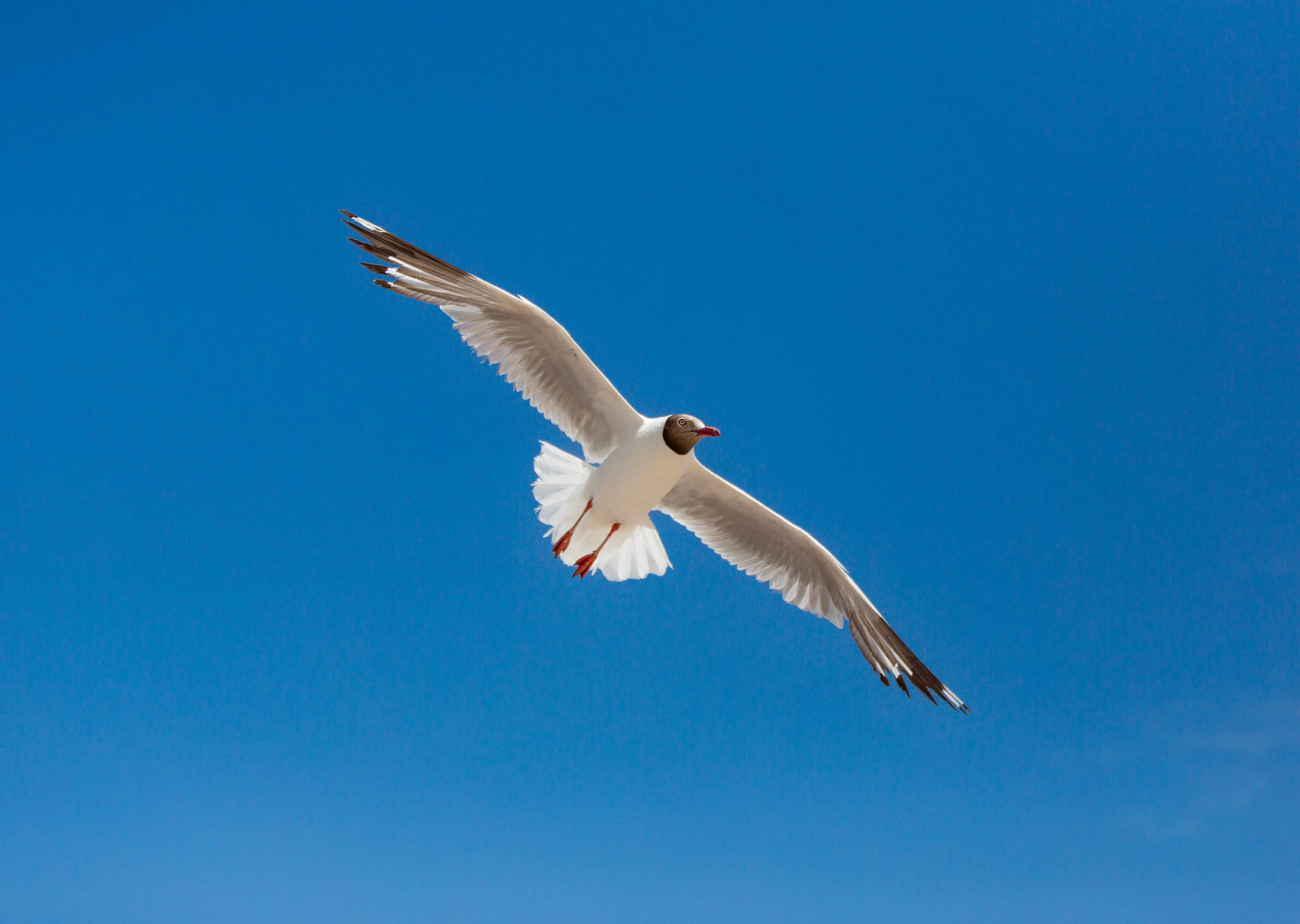 水上雅丹门口的棕头鸥