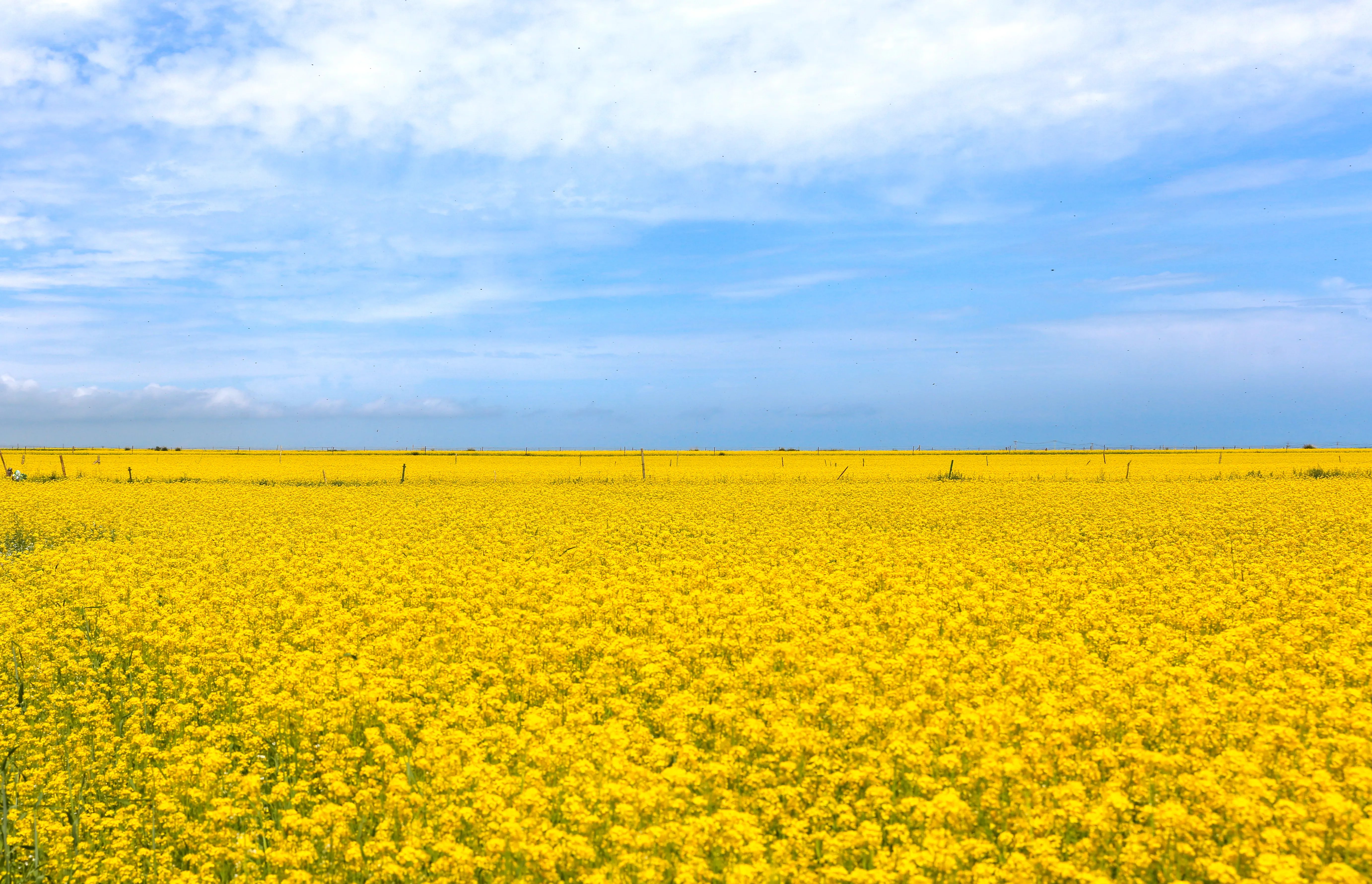 在地面上几乎望不到边际的油菜花