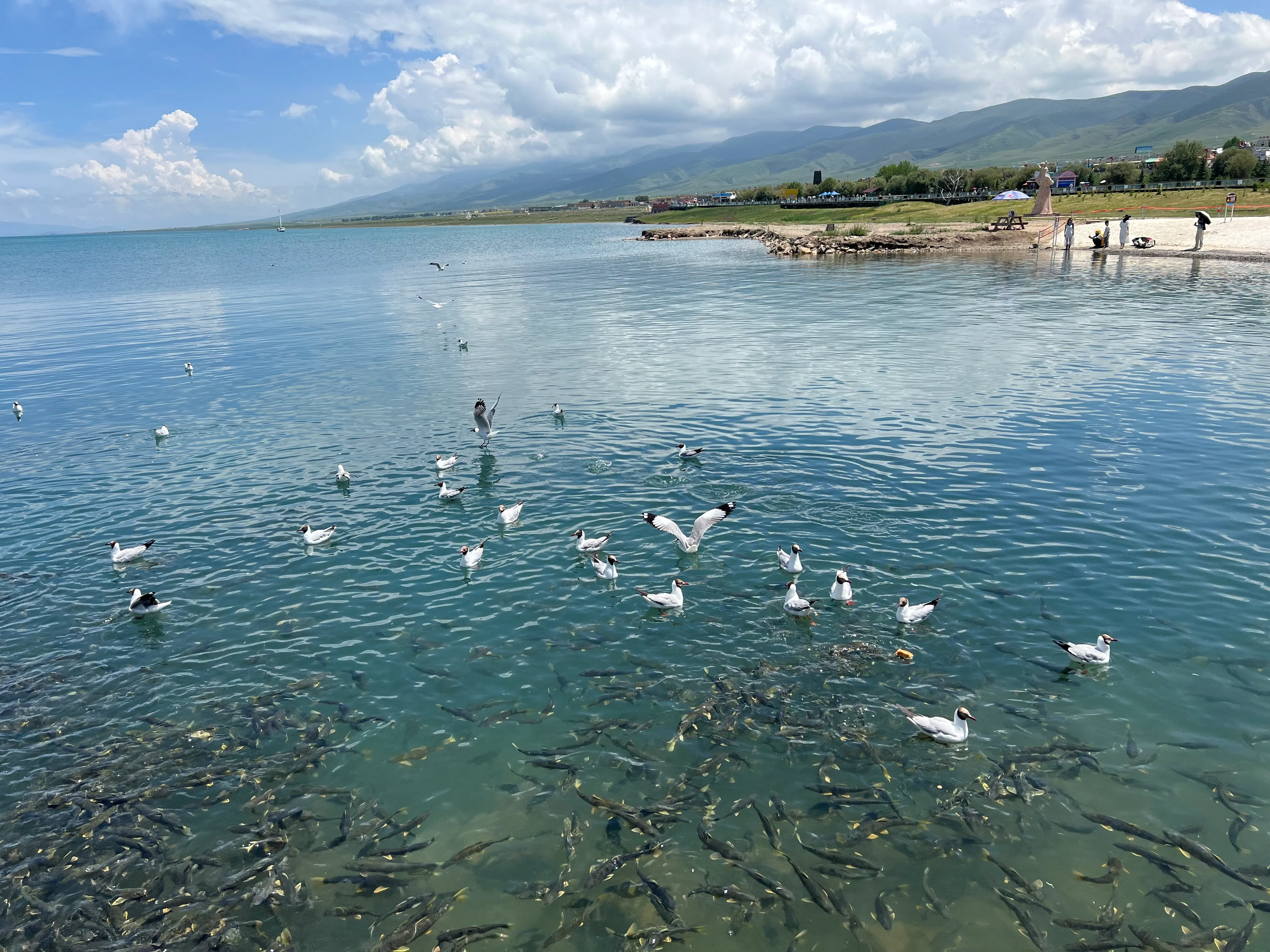 去码头整点薯条？