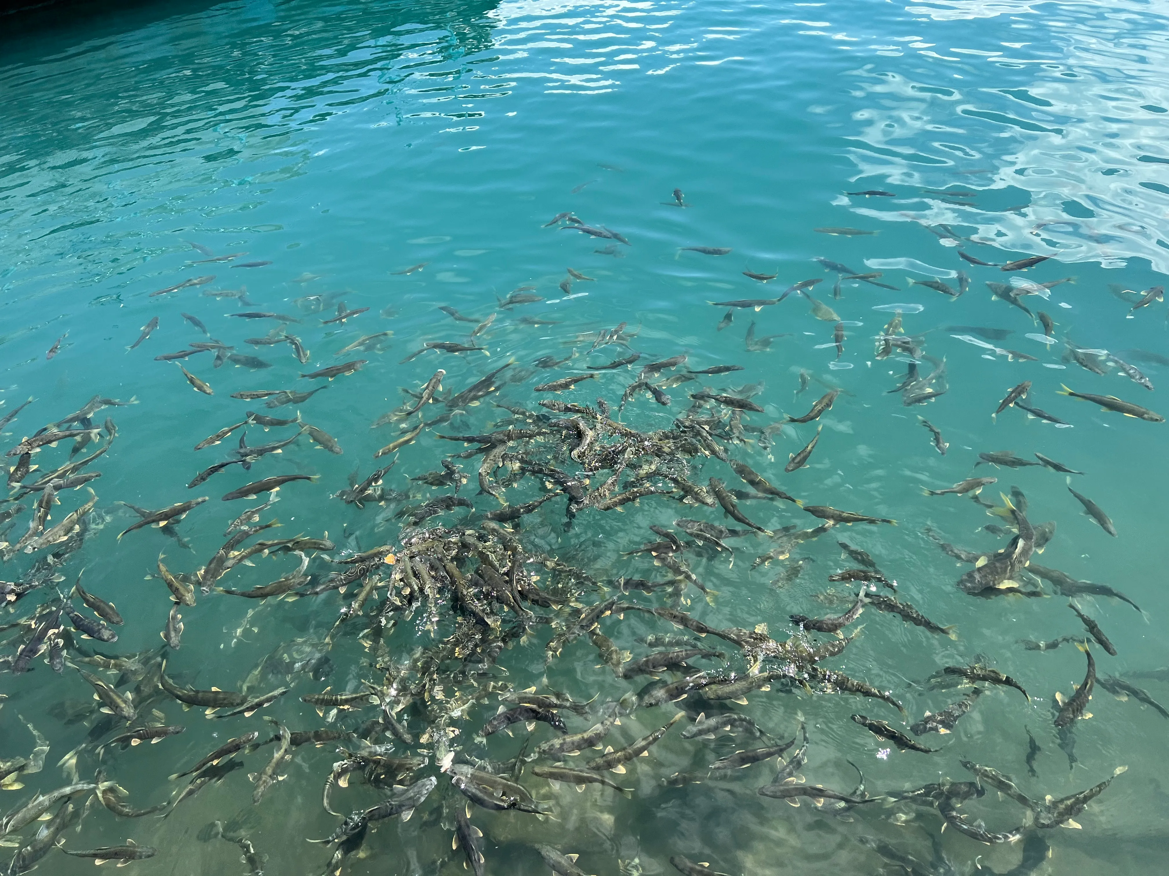 丢一块面包下去全是口，多希望我有个鱼竿（bushi