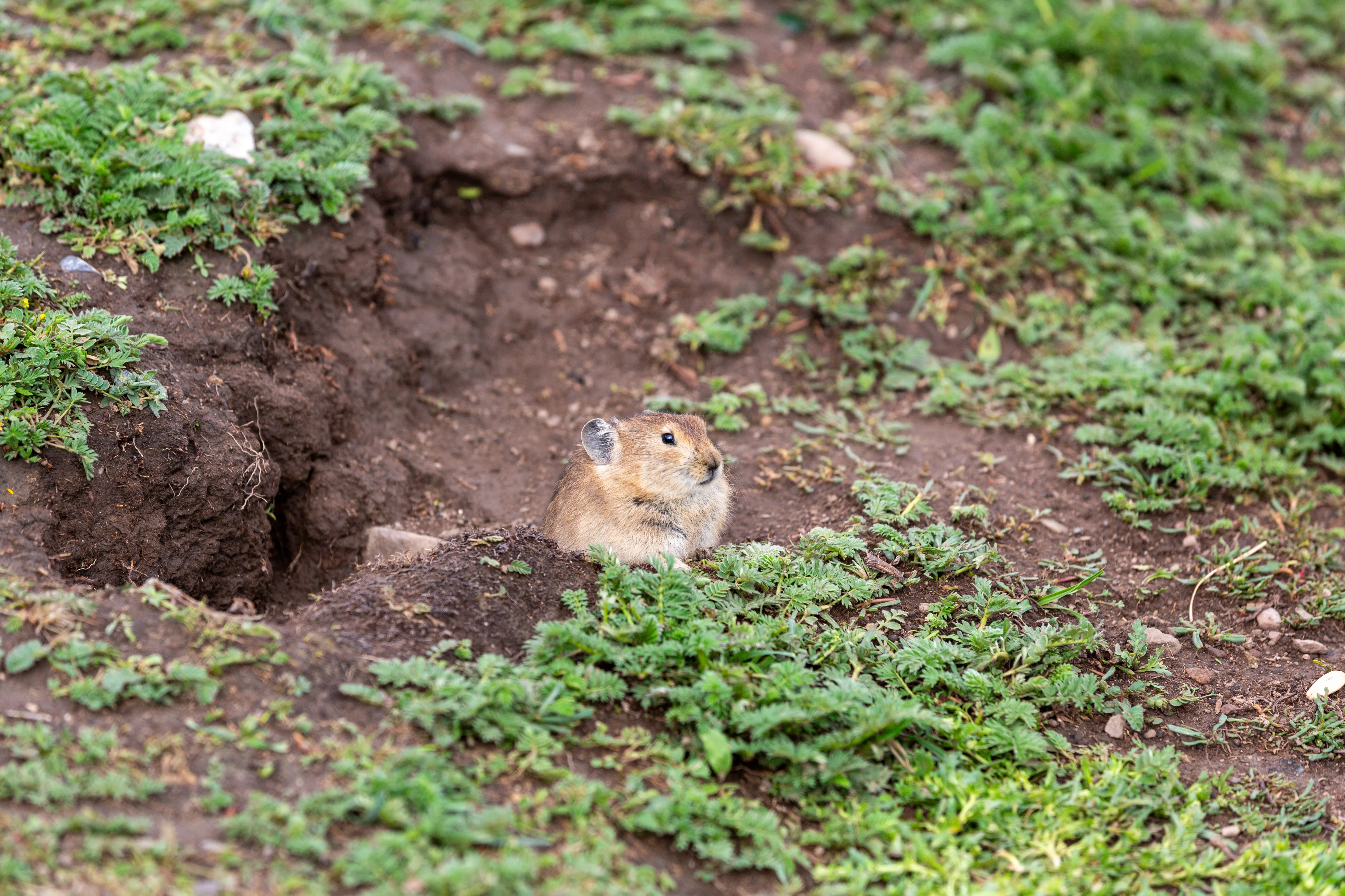 祁连山大草原上可爱的鼠兔